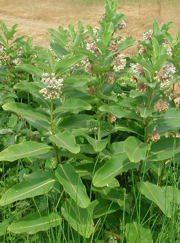 Asclepias syriaca / Albero della seta
